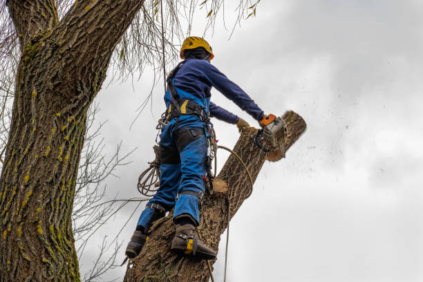 Best Leaf Removal  in Wilberforce, OH